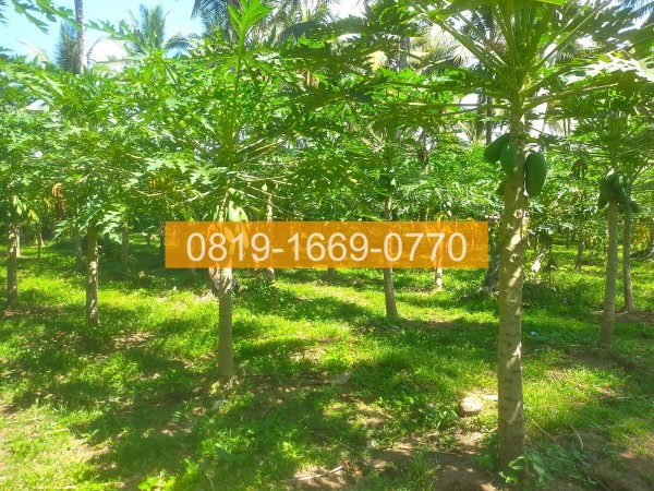 Jual Tanah Denpasar Gilimanuk 10575m2 94FE06